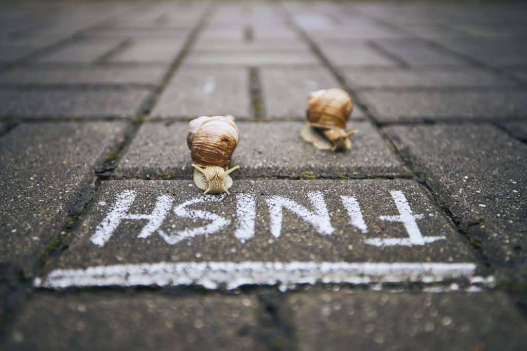 Close-up of racing snails in front of finish line. Themes competition, winning and funny animals.