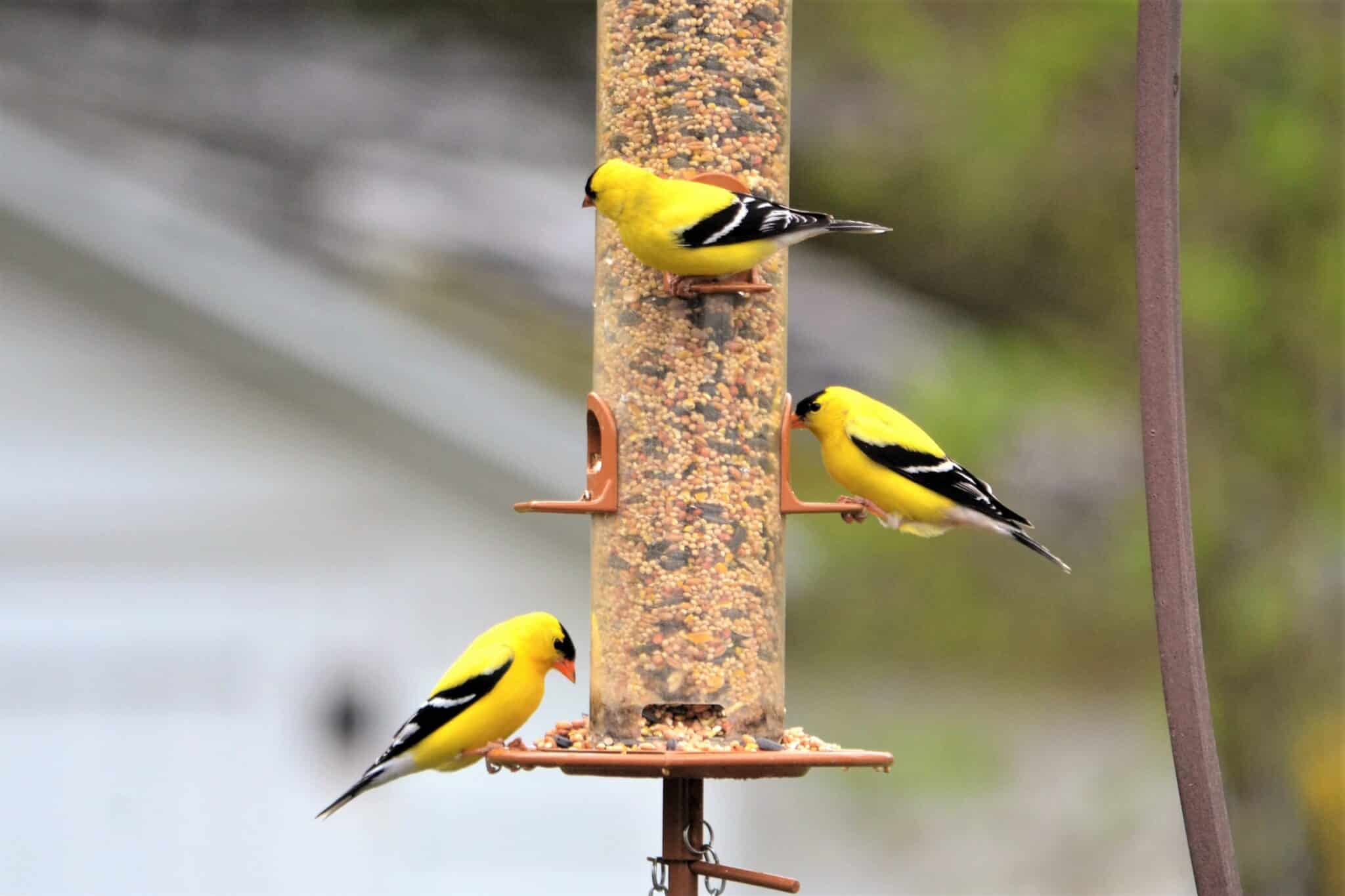 Three backyard birds are teaching an important lesson.